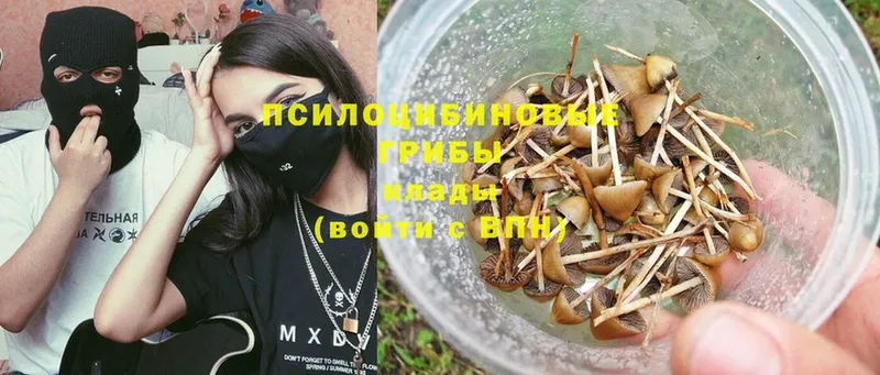 где купить наркоту  Буй  Галлюциногенные грибы Psilocybe 